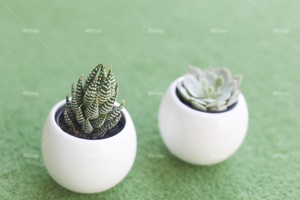 Succulent plants 