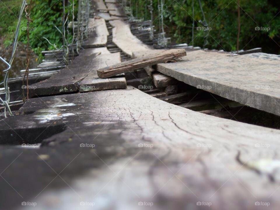 Jungle bridge