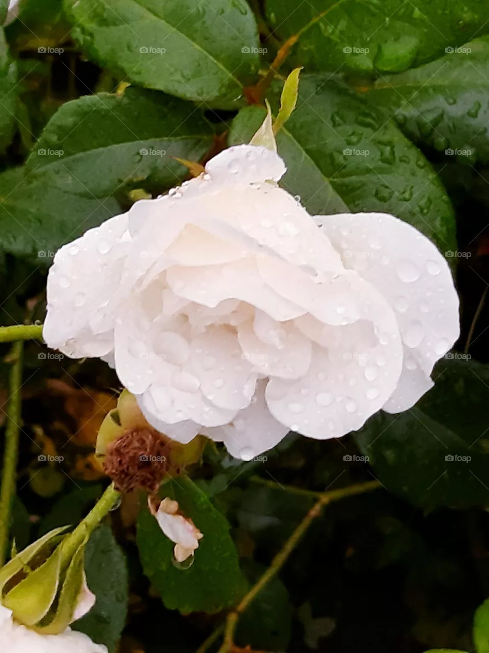 rain drops