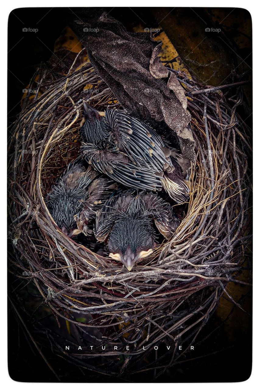 birds nest and birds peoples
love of birds