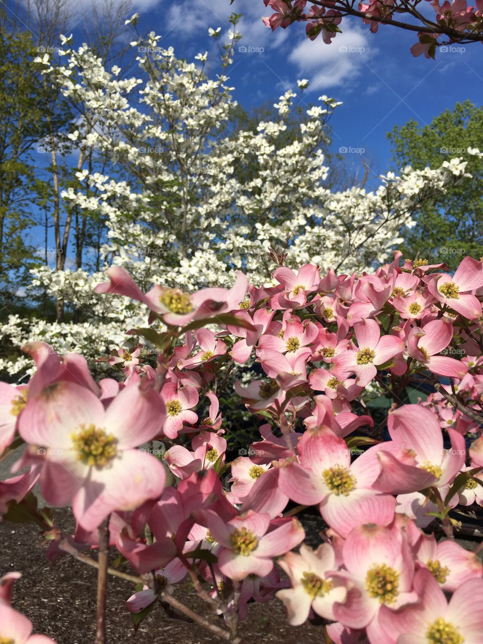 Pink dogwood foreground 