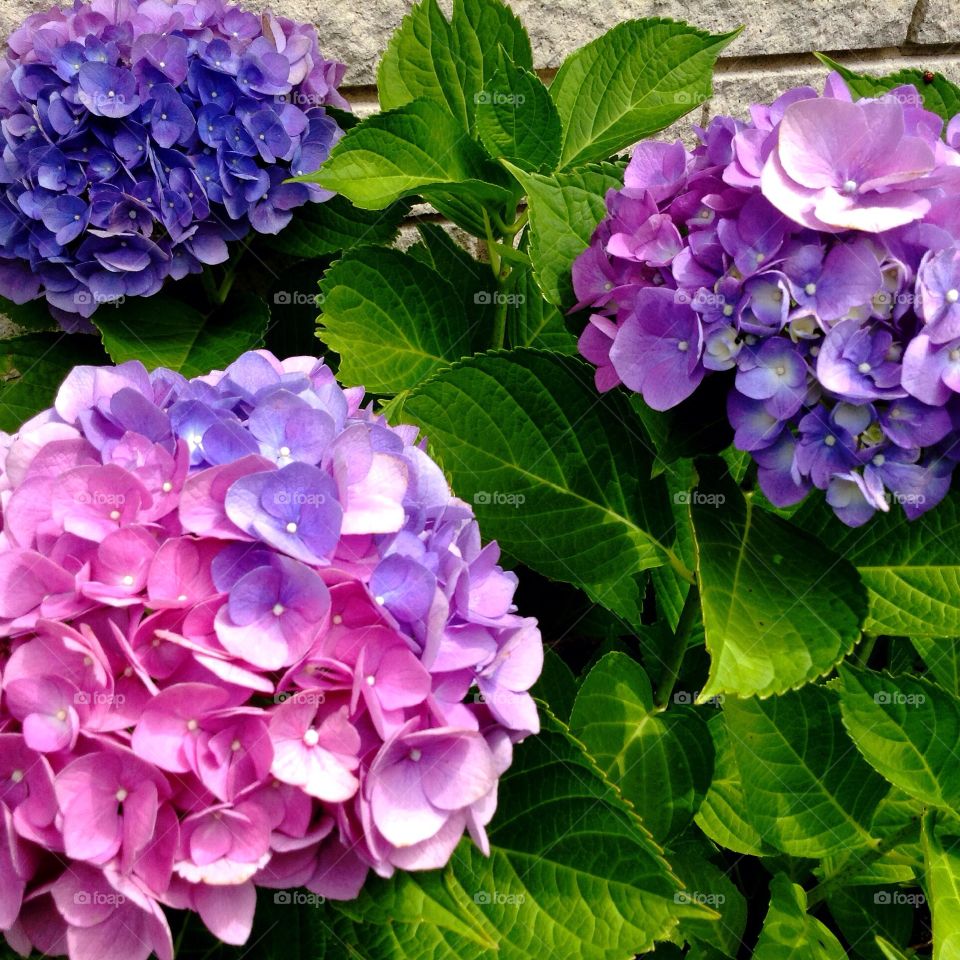 Multi colored hydrangea 