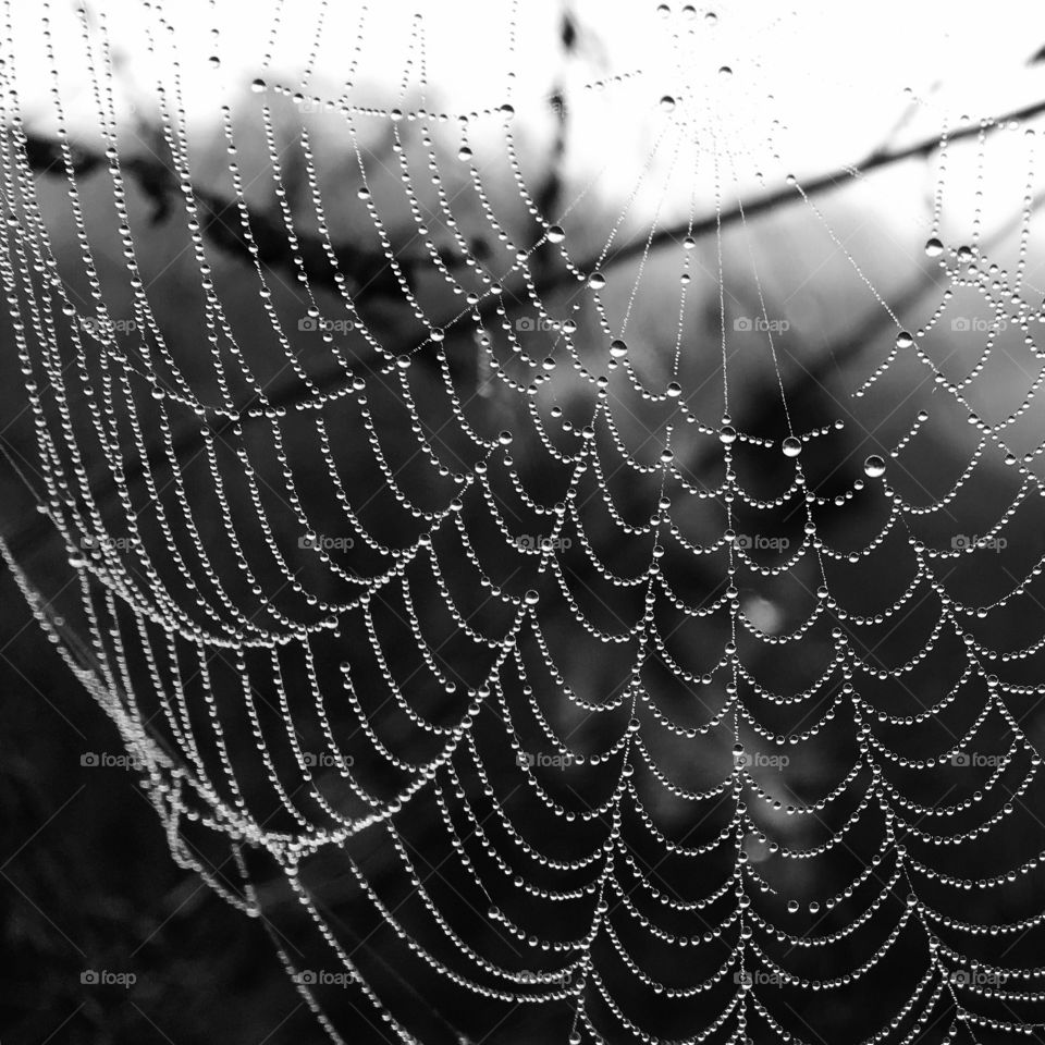 A spiderweb in the morning dew