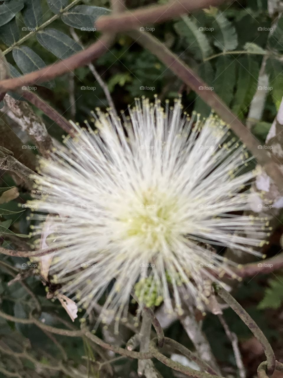 Calliandra 