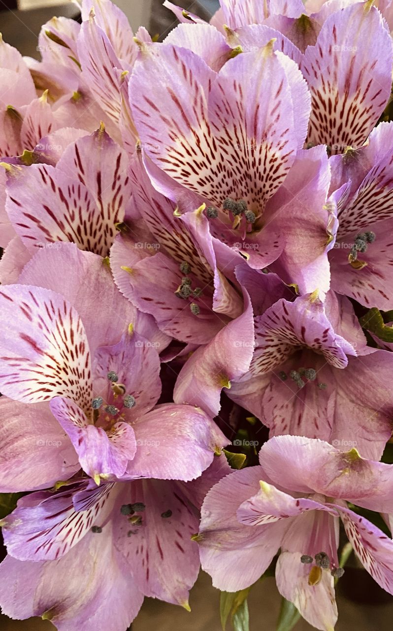 Peruvian Lily’s Fresh Cut for Delivery to Cemetery Placement. 