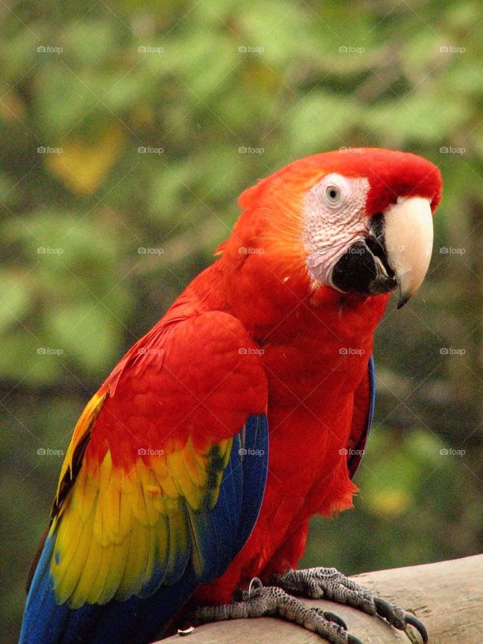 Colourful Macaw examines the photographer
