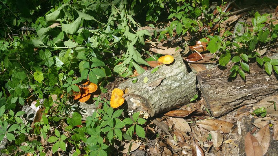 Mushroom log
