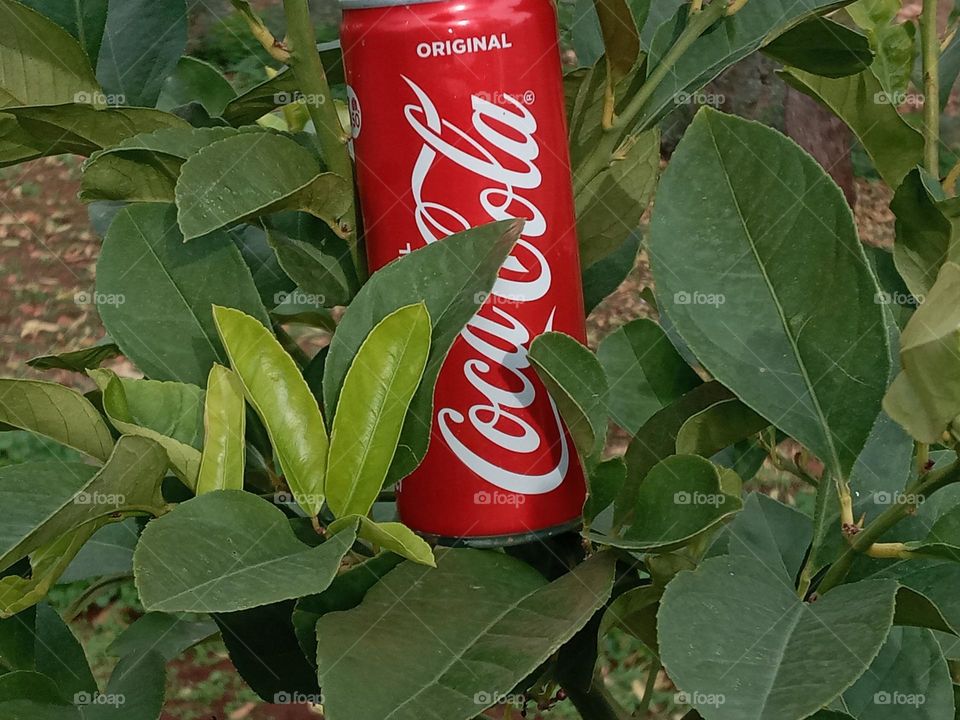 Portrait cocacola can