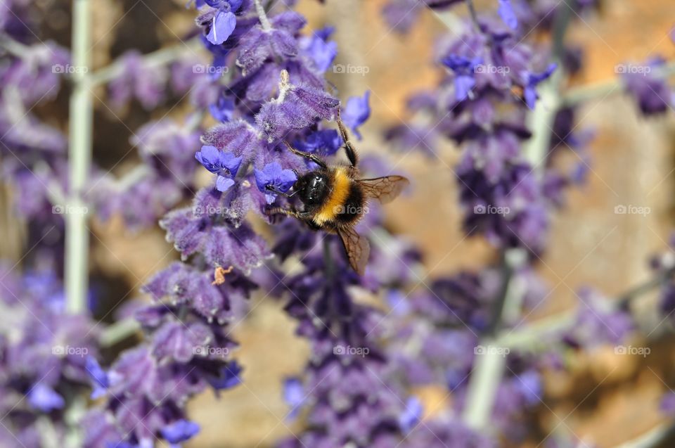 Flower, Lavender Color, No Person, Nature, Lavender (Flower)