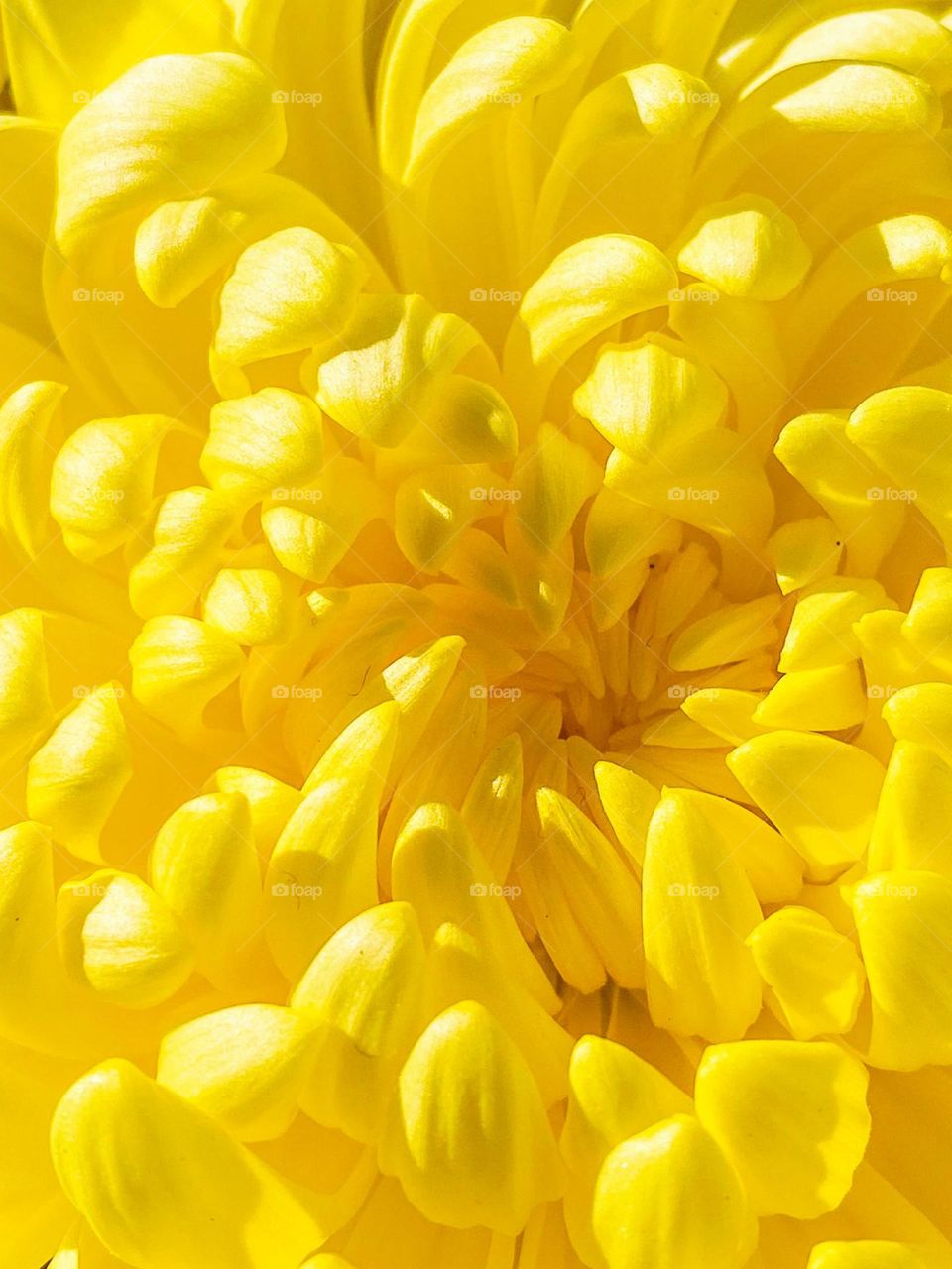 Yellow flower 