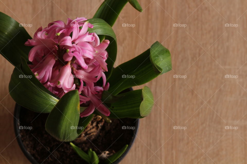 Flower on wooden table