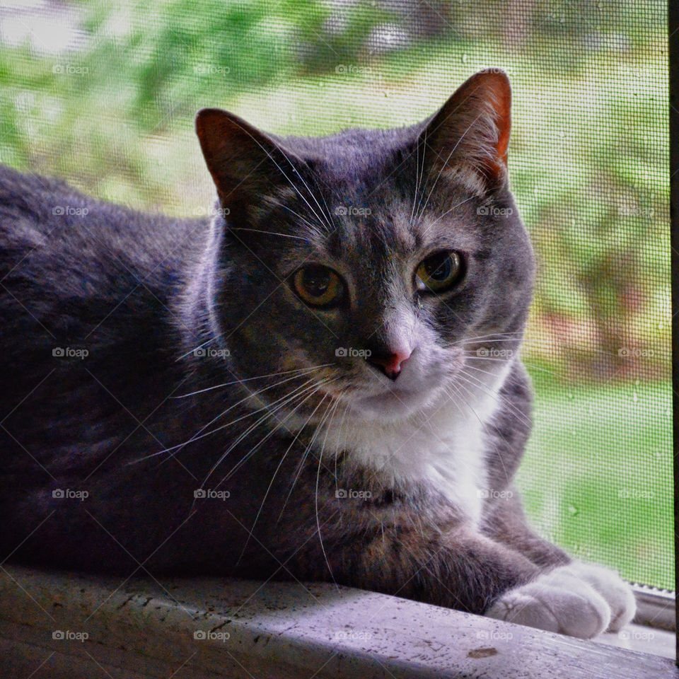 gray cat window cute by vfritts