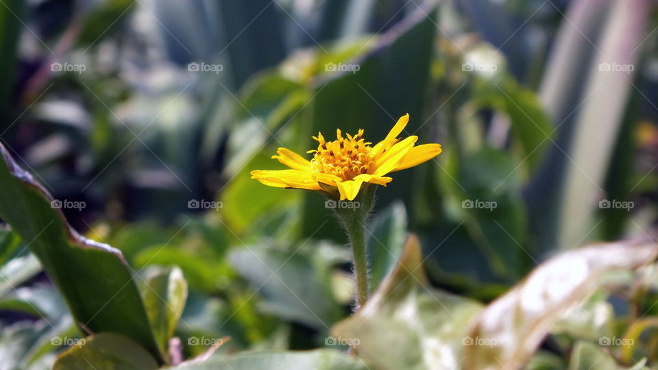 Small yellow flower close up