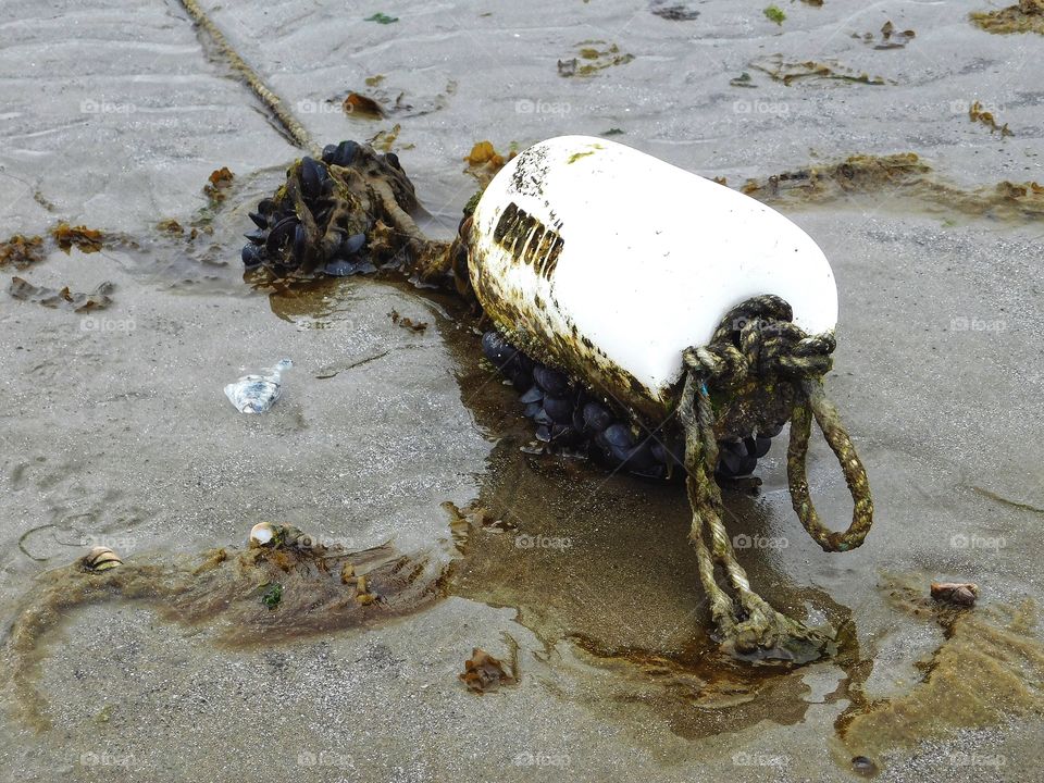 Buoy and mussels 