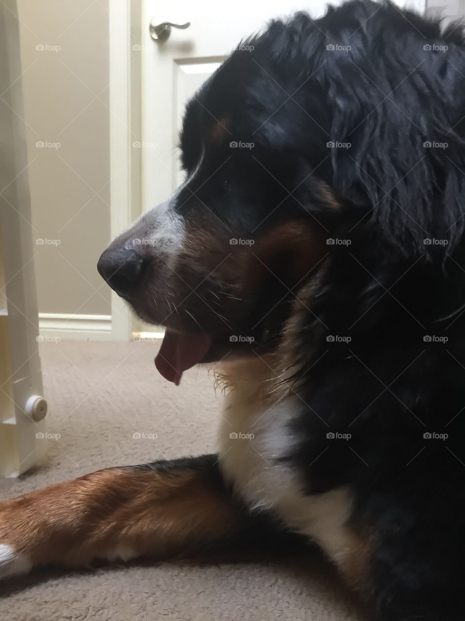 Relaxed Bernese Mountain dog happy it’s morning and almost time for a walk