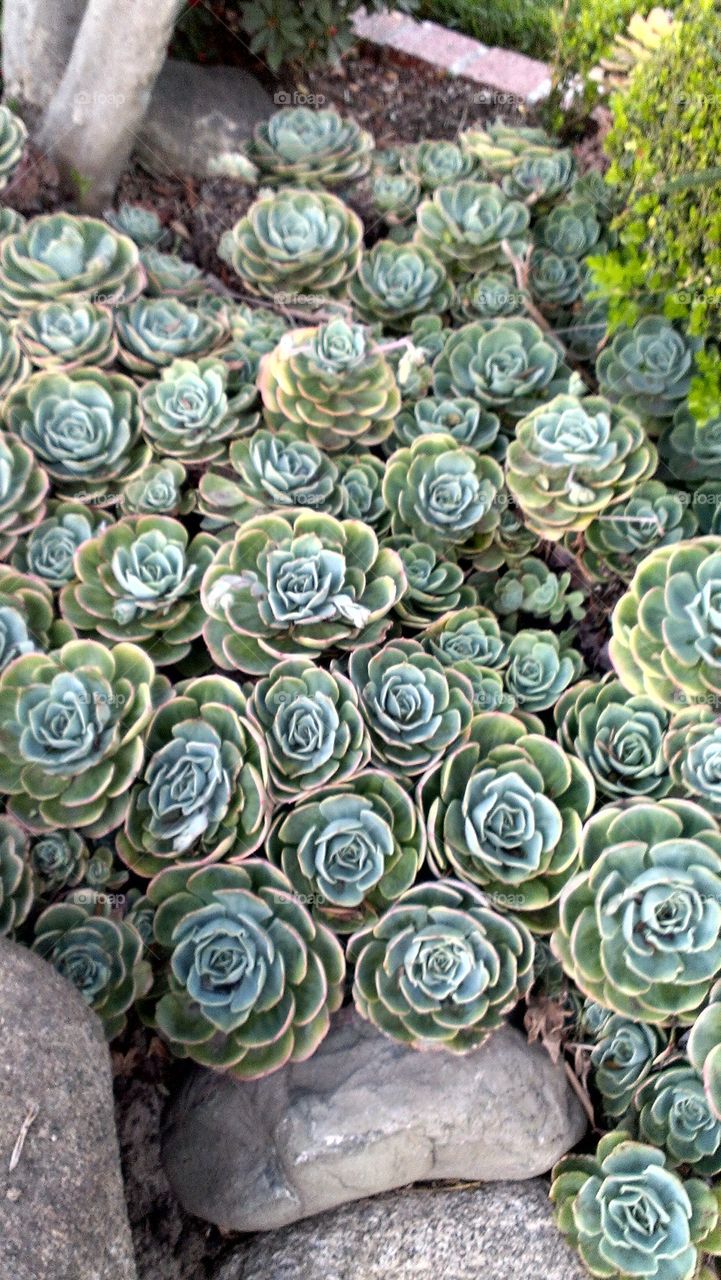 hens and chicks 