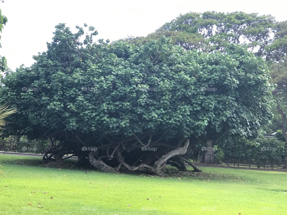 Hawaii tree