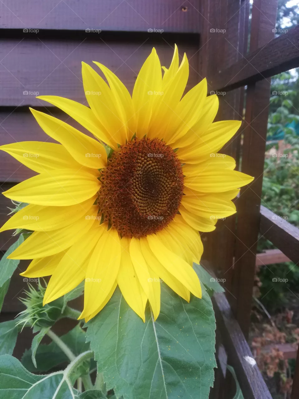 Sonnenblume