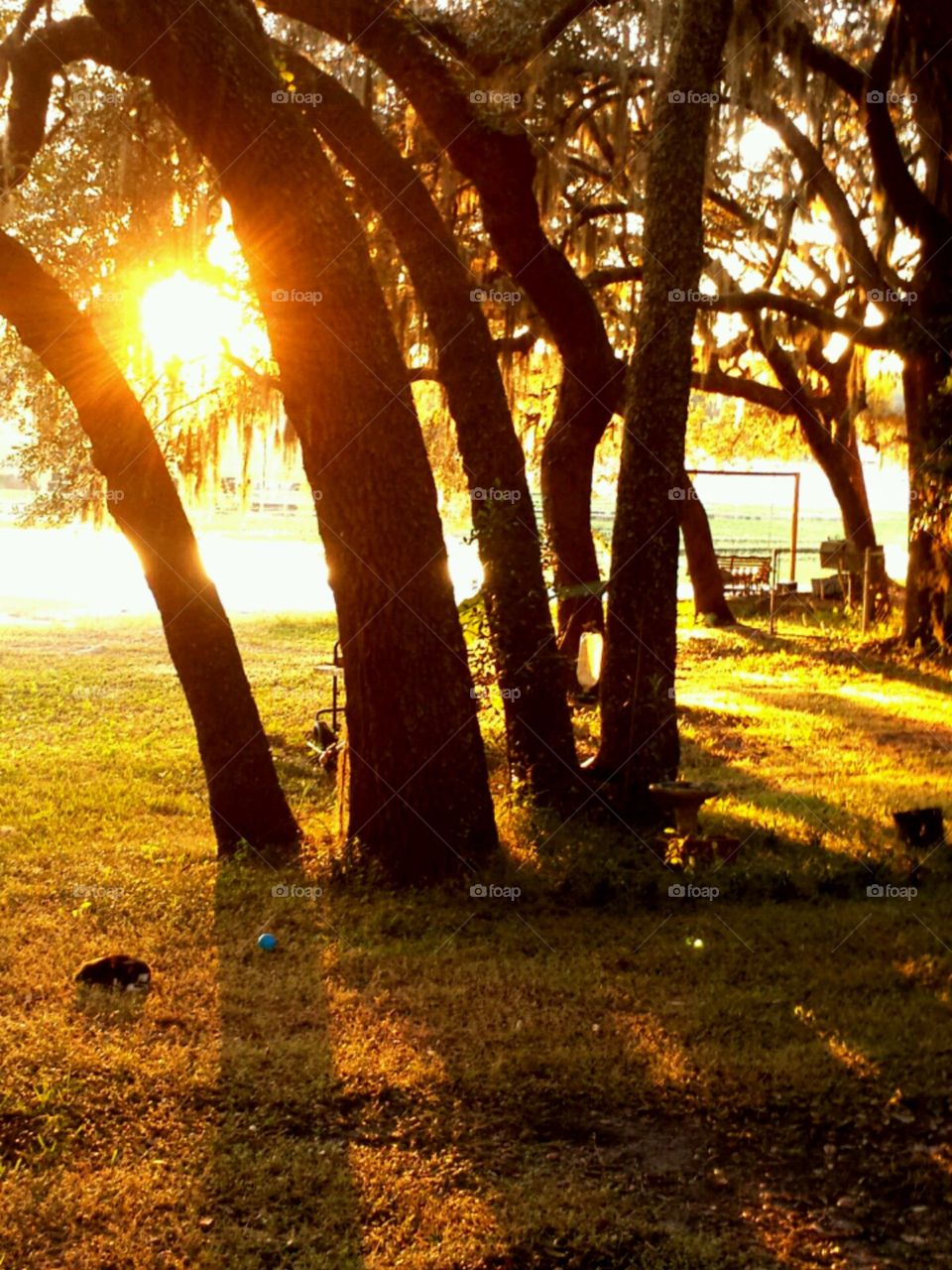 lakelife. shadows of the trees/ sunsetting