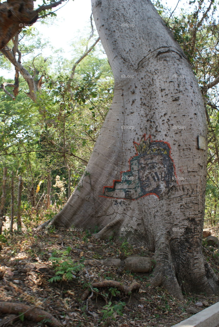 Tronco de árbol