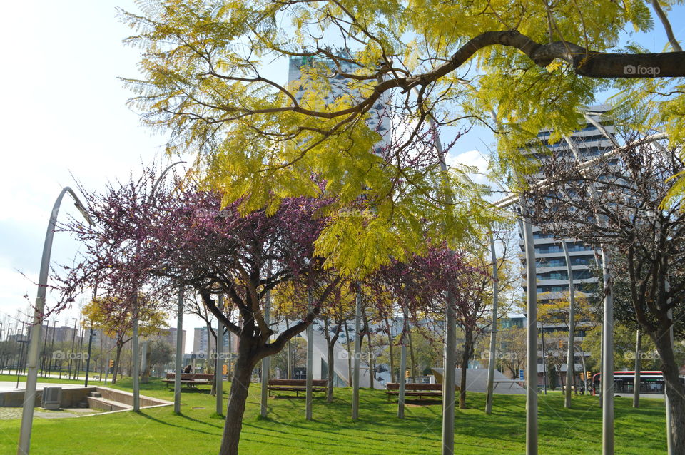 Flowering tree