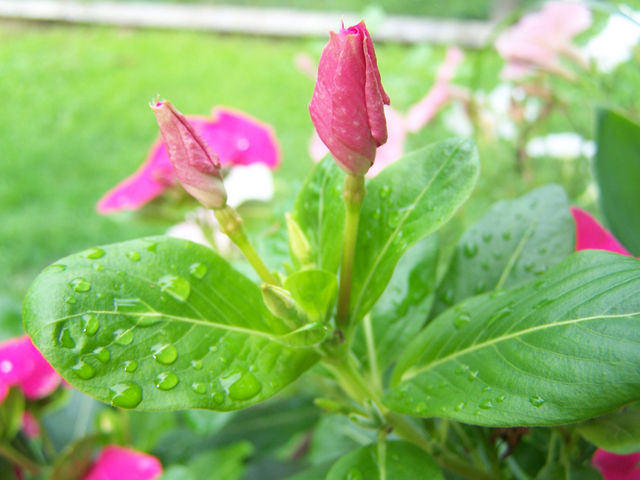 pink flower summer water by ashley77