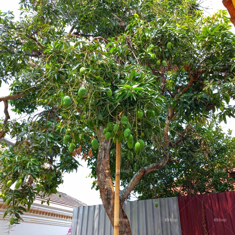 Many mangoes bear fruit in the yard