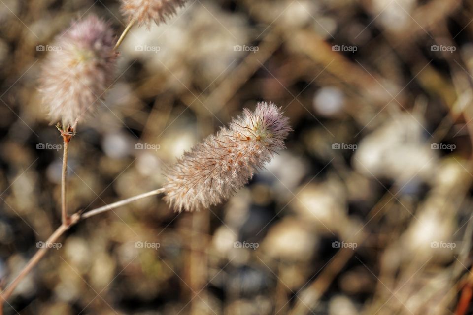 Close-Up of a Fuzzy Grass Plant 