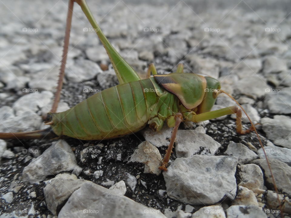 dead grasshopper. This is a picture of a dead critter that I saw while out walking. 👣 🚶 🏃 🔥 💨