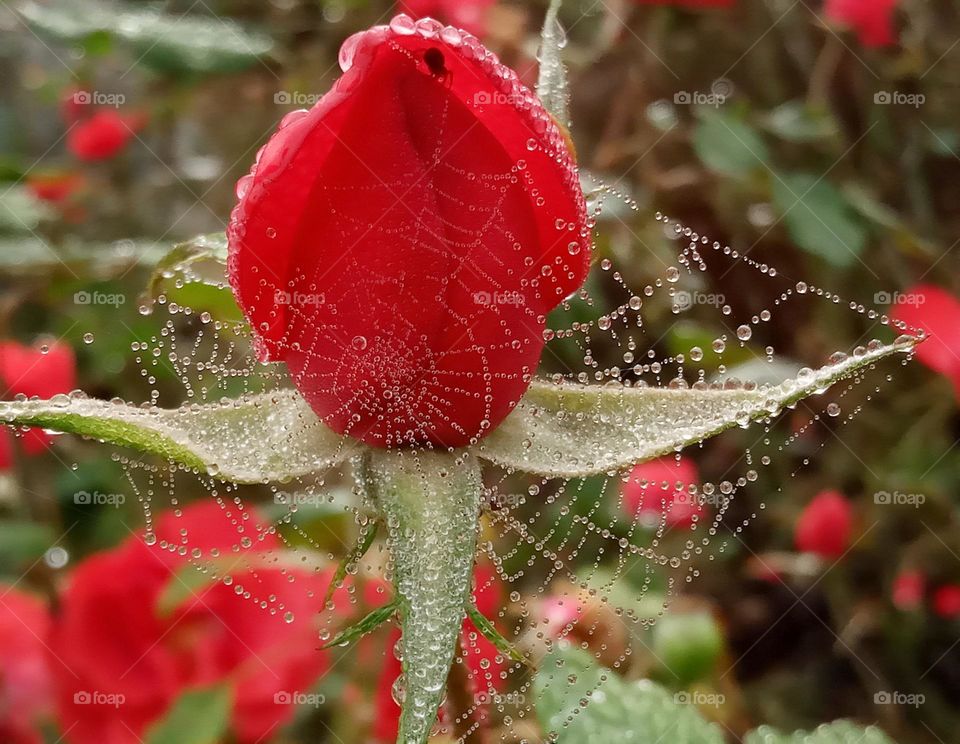 red rose and spider
