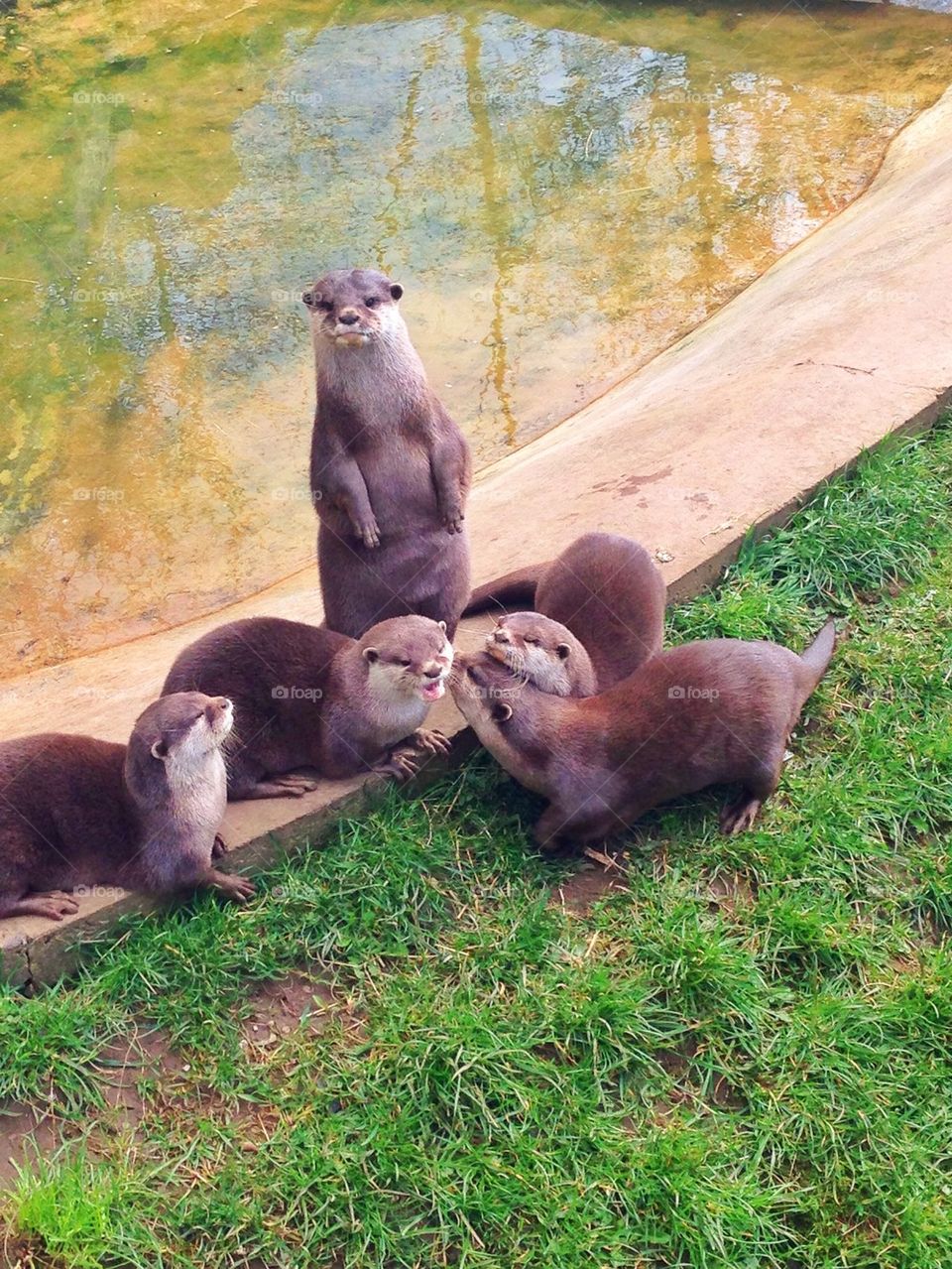 Otters 