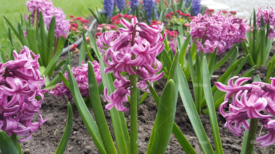 Flower, Flora, Floral, Garden, Hyacinth