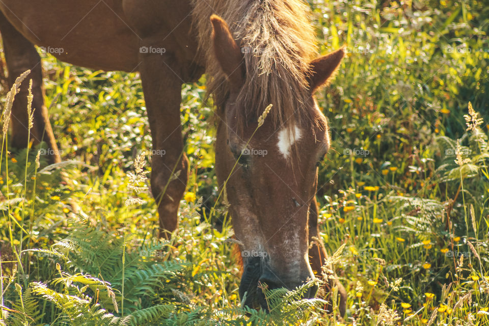 a horse, sunset