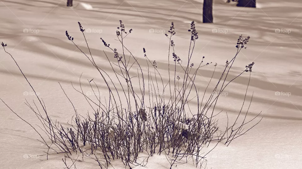 winter