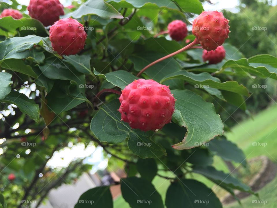 The Kousa gives up it’s berries.