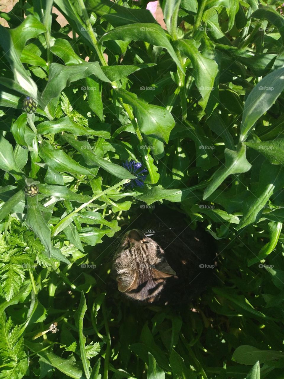 кот в цветах