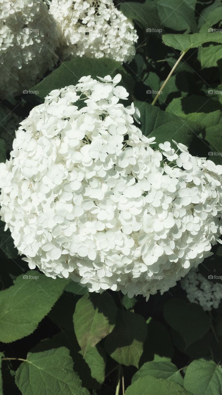 Viburnum Macrocephalum. Chinese Snowball Bush