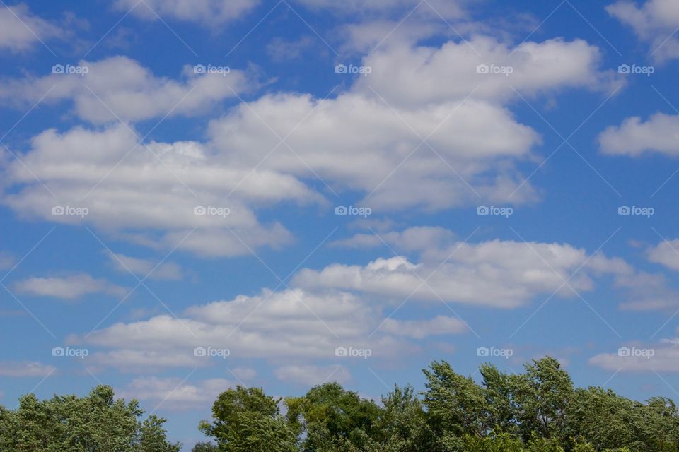Puffy white clouds over large, leafy trees against a vivid blue sky