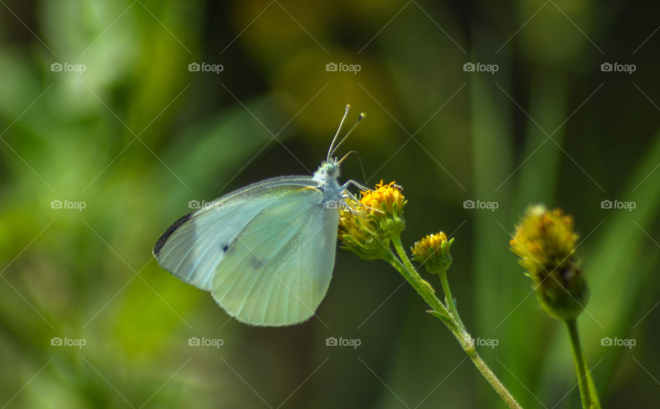 White Butterfly