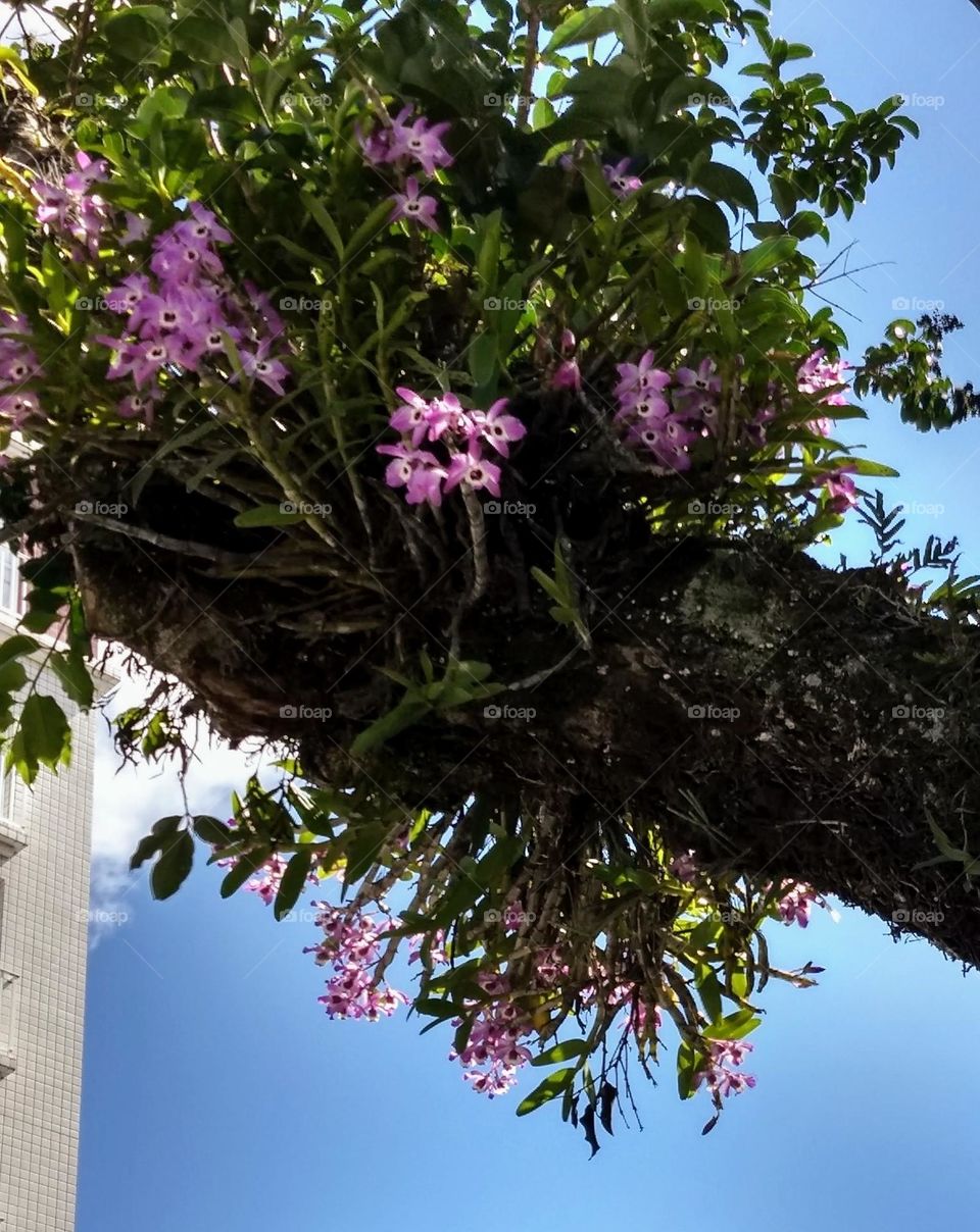 orchids on tree
