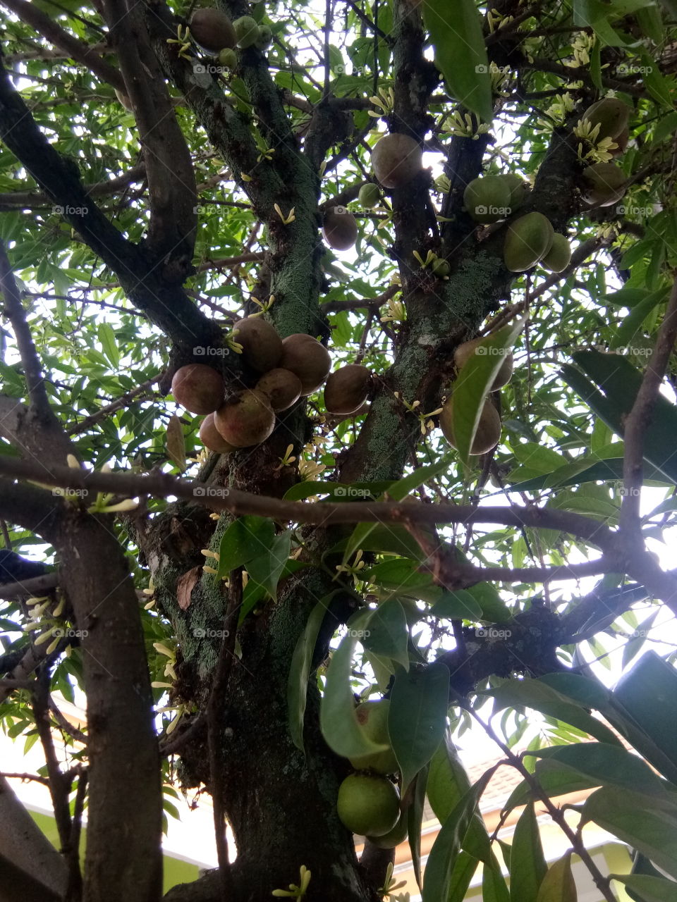 Crown gods are many devotees