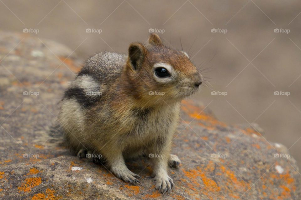 Chipmunk 