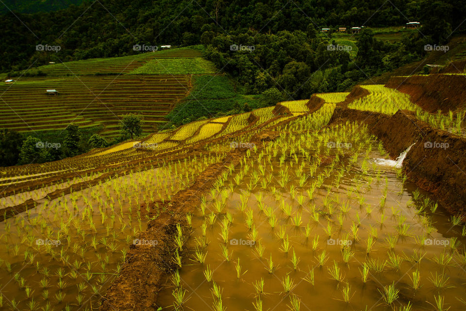 Breathing in the beautiful rice terraces of Thailand