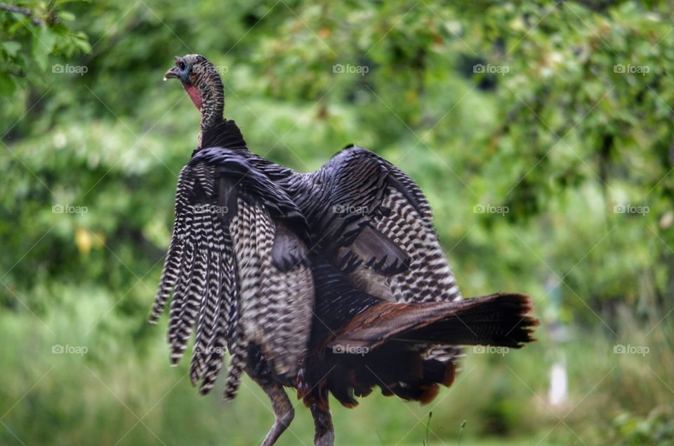 Turkey in the UW Arboretum
