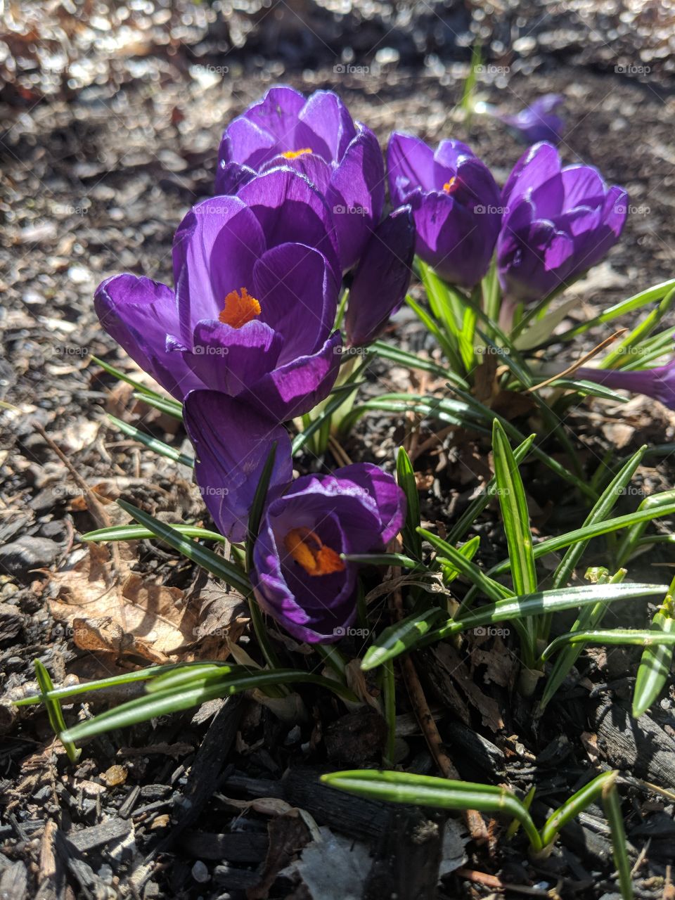 crocus blooming