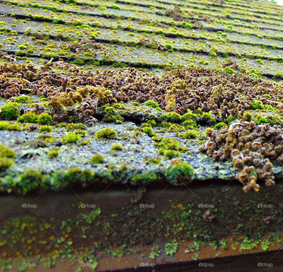 Close up of moss covered shed roof