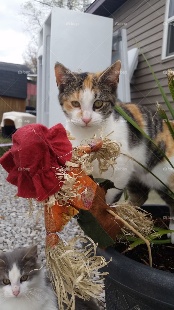Calico Cat