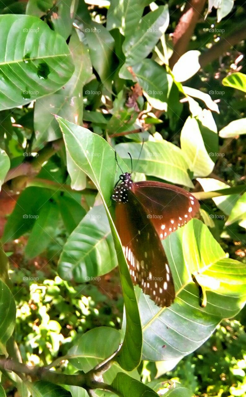 beautiful butterfly