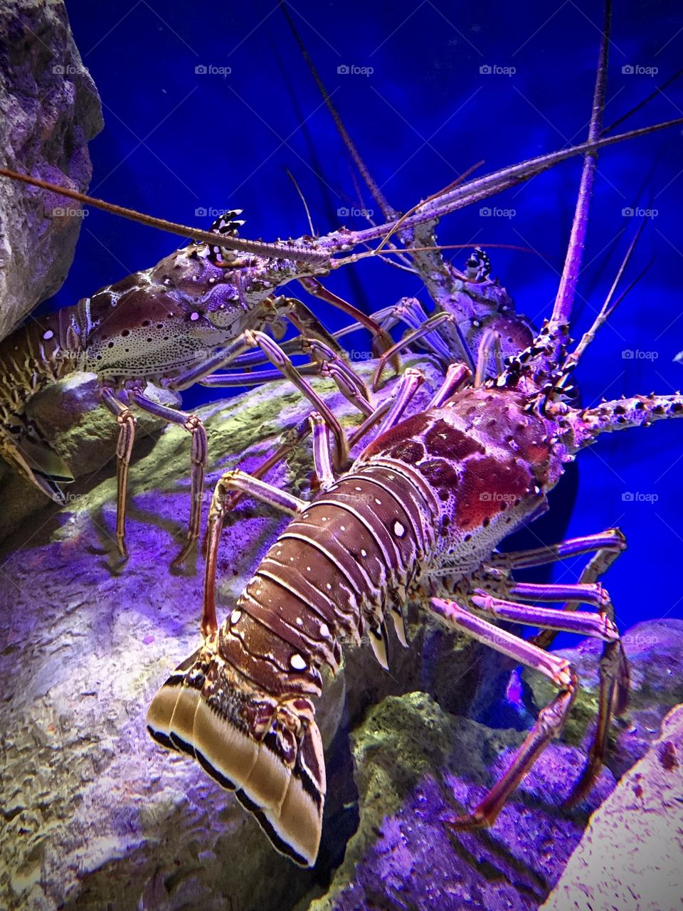 Close up photo of two giants lobster inside the aquarium at New York aquarium. 