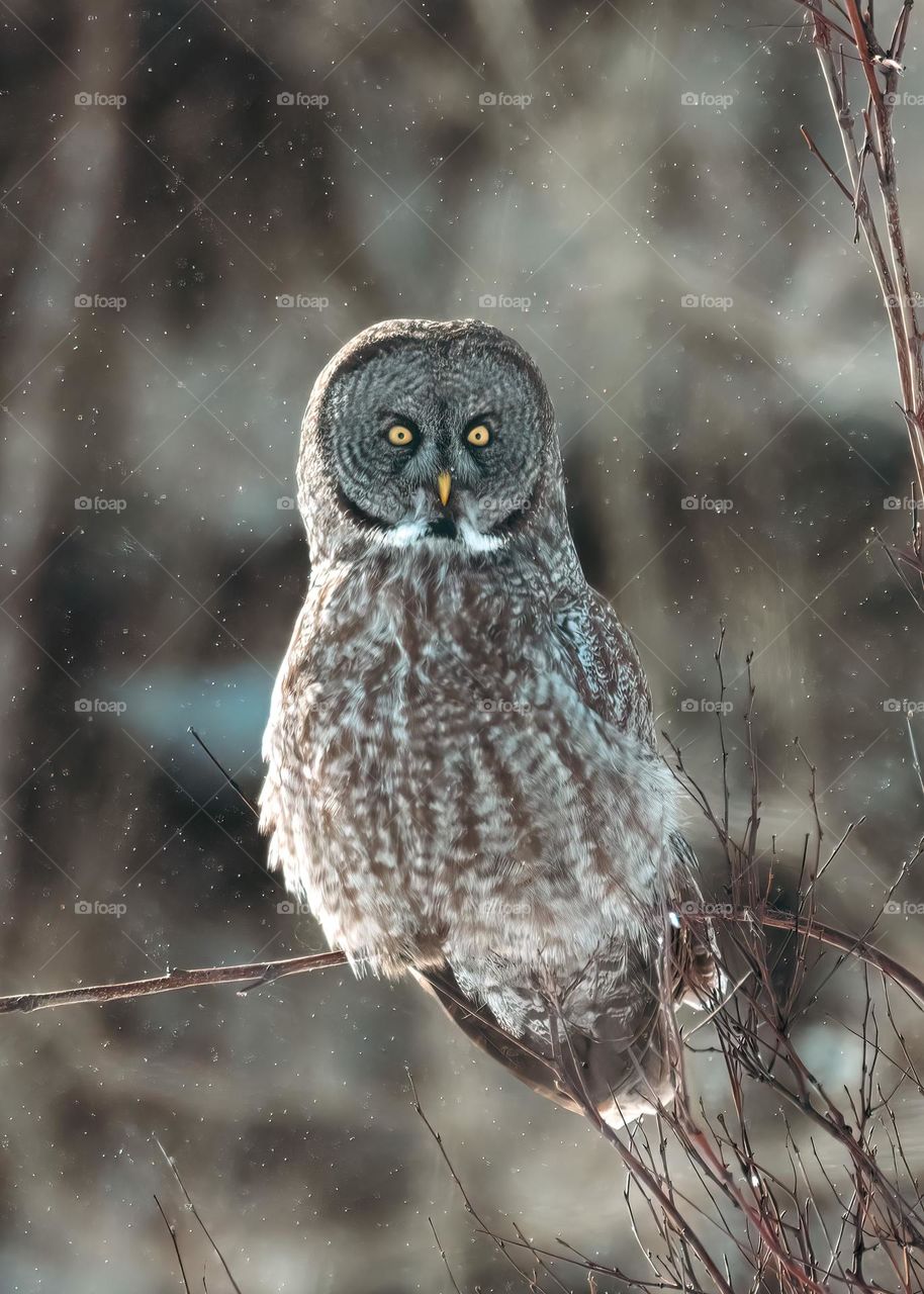Great gray owl (Strix nebulosa) perched on a small branch with snow flakes